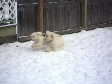 Kisu & Parker
